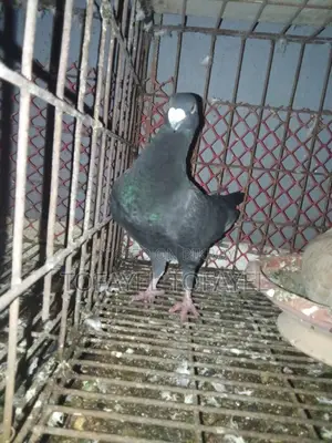 Pigeons