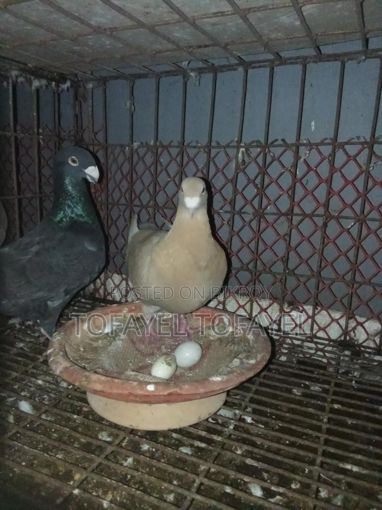 Pigeons