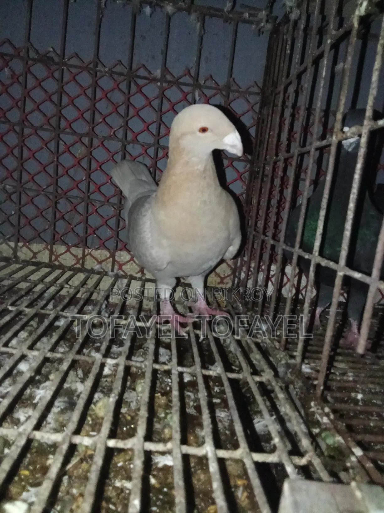 Pigeons