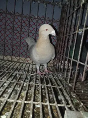 Pigeons