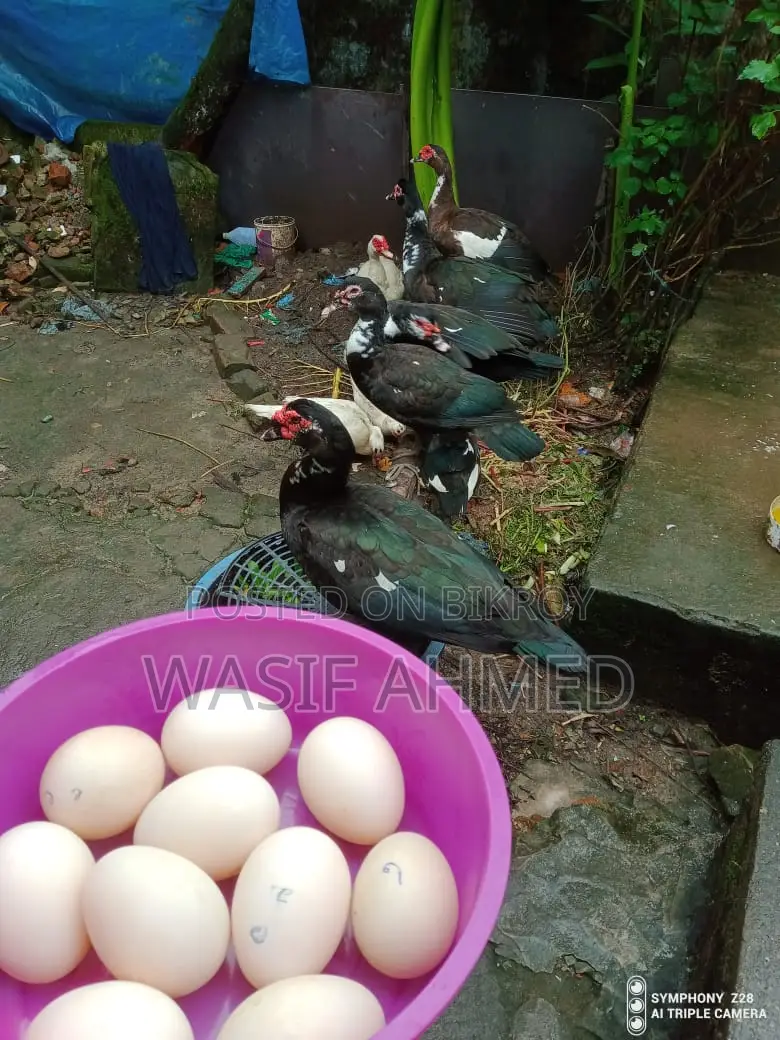 Chinese Duck Hatching Eggs for Sale