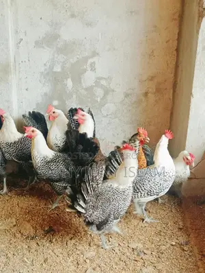 পাঁচ টা মিসরের ফাওমি মুরগি