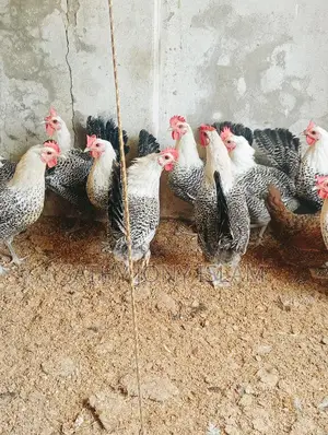 পাঁচ টা মিসরের ফাওমি মুরগি
