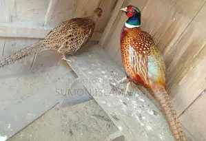 জাপানি মুরগির রিং নেট ফিসেন্ট