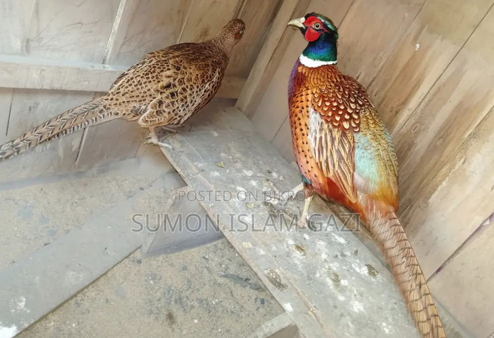 জাপানি মুরগির রিং নেট ফিসেন্ট