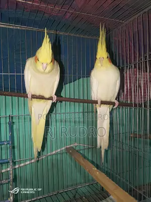 Cockatiel Bird for Sale (Egg-laying)