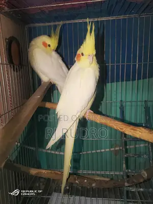 Cockatiel Bird for Sale (Egg-laying)