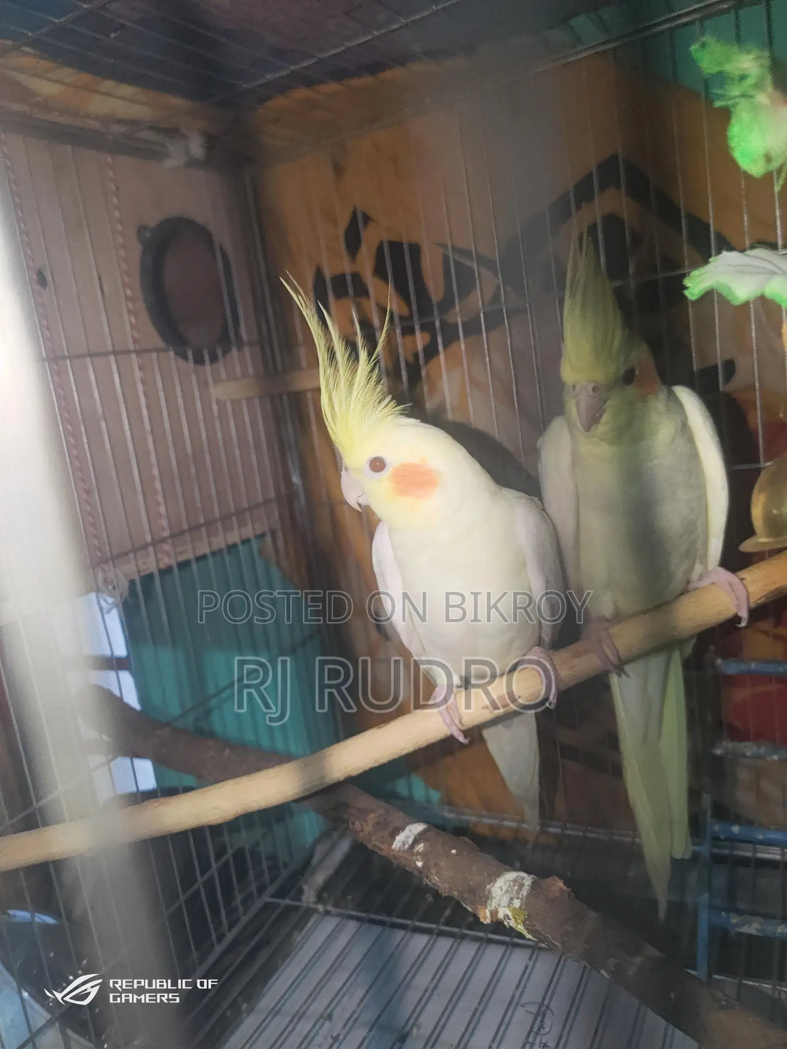 Cockatiel Bird for Sale (Egg-laying)