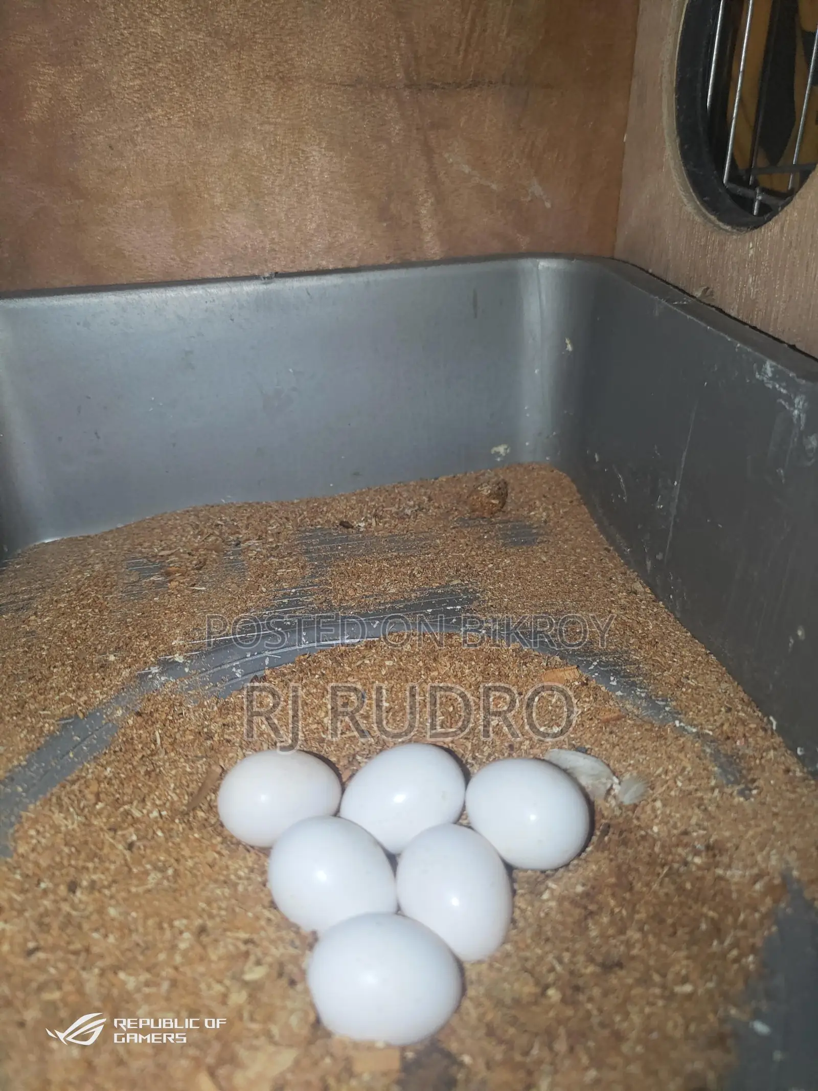 Cockatiel Bird for Sale (Egg-laying)