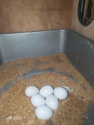 Cockatiel Bird for Sale (Egg-laying)