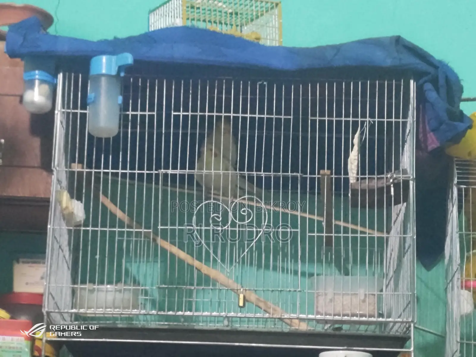 Cockatiel Bird for Sale (Egg-laying)