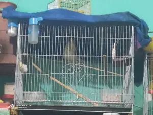 Cockatiel Bird for Sale (Egg-laying)