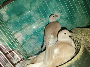অস্ট্রেলিয়ান ঘুঘু বিক্রয় হবে