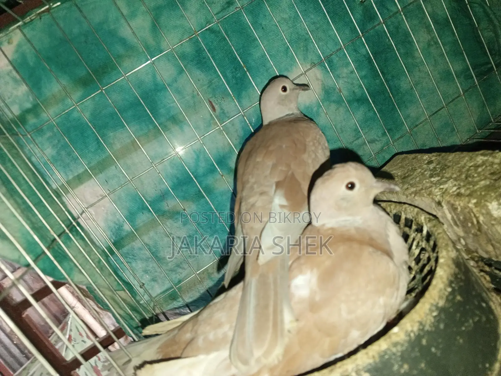 অস্ট্রেলিয়ান ঘুঘু বিক্রয় হবে