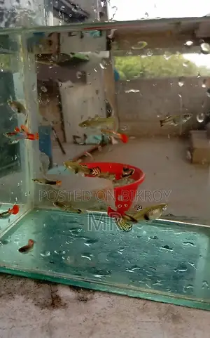 Beautiful Mix Guppy