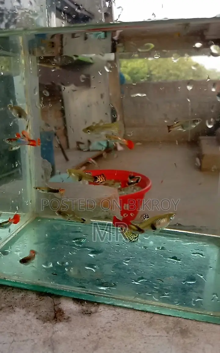 Beautiful Mix Guppy