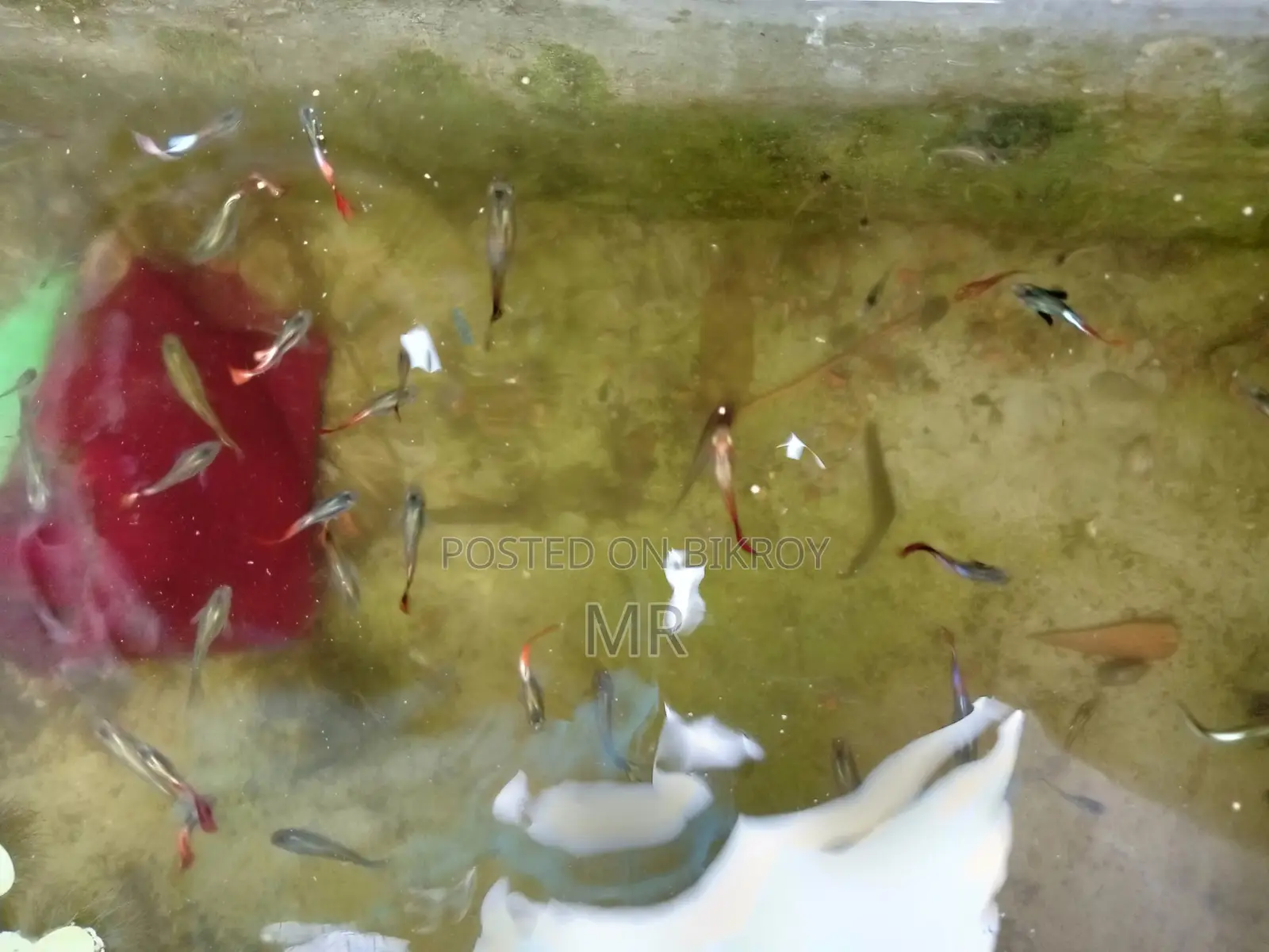 Beautiful Mix Guppy