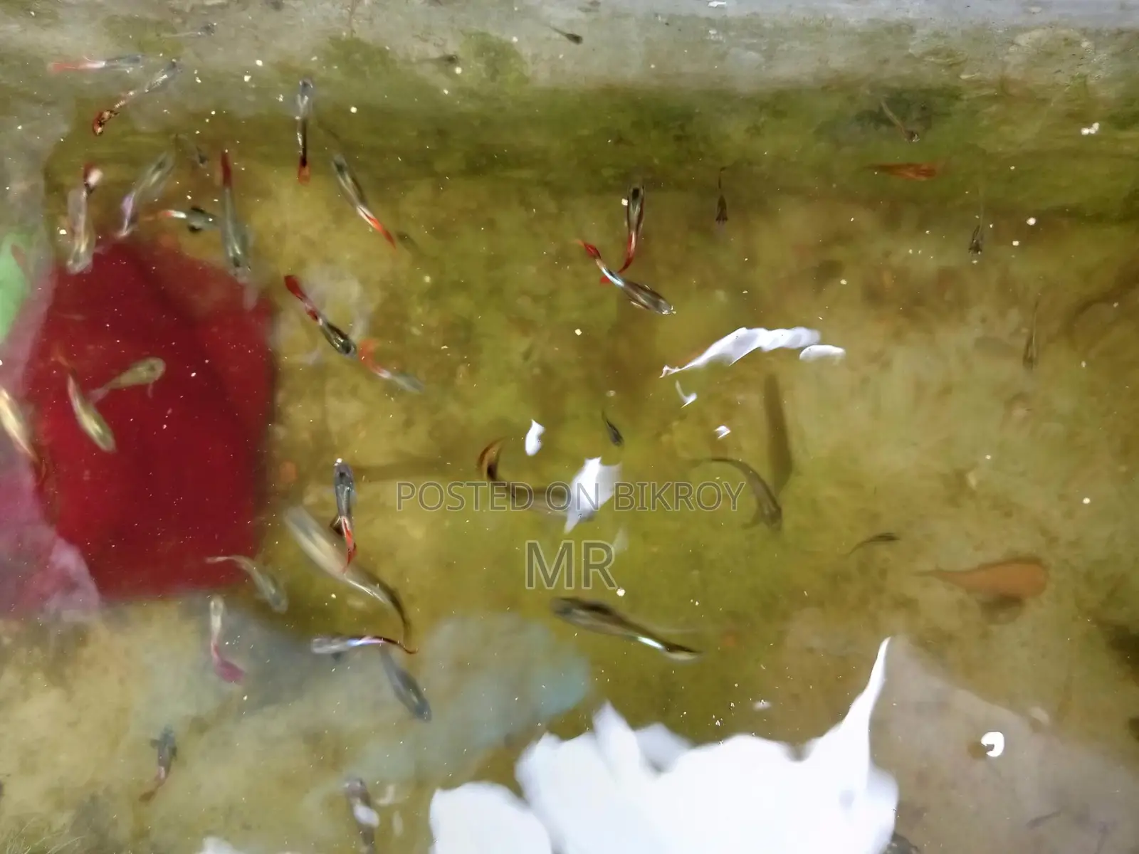 Beautiful Mix Guppy
