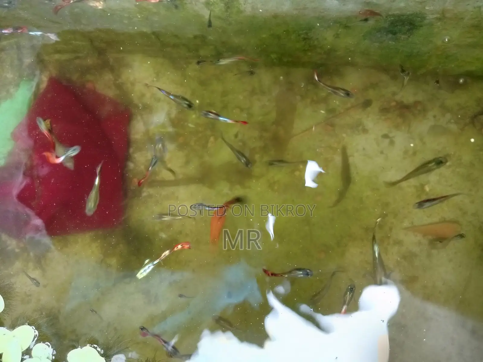 Beautiful Mix Guppy