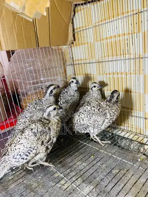 Snowflake Bobwhite