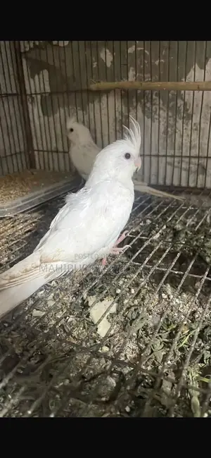 ককাটেল পাখি
