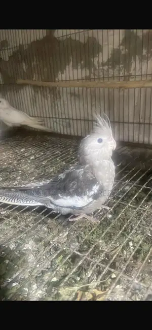 ককাটেল পাখি