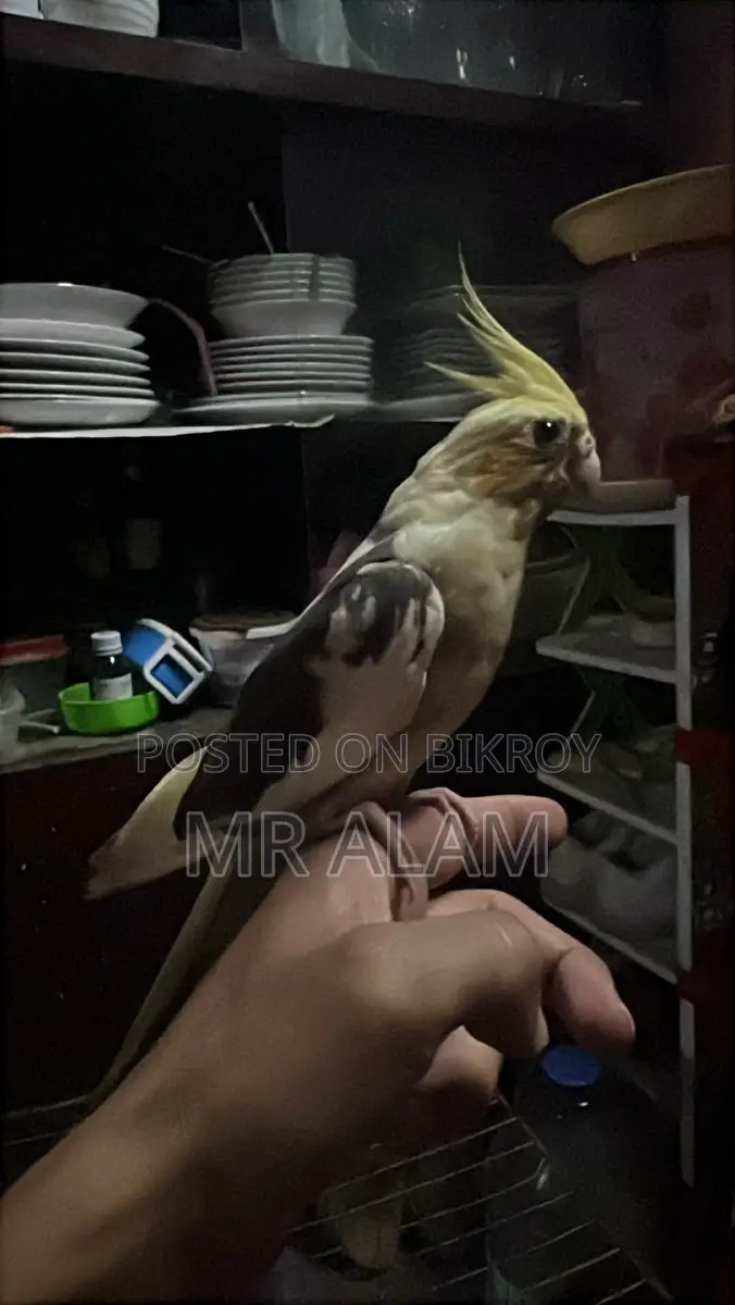 Cockatiel