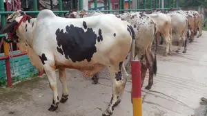 ১১৯১ নং বাছাইকৃত ৭টি এড়ে পোষার জন্য নিঃসন্ধেহে ভালো হবে।
