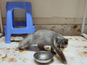 Persian Cat