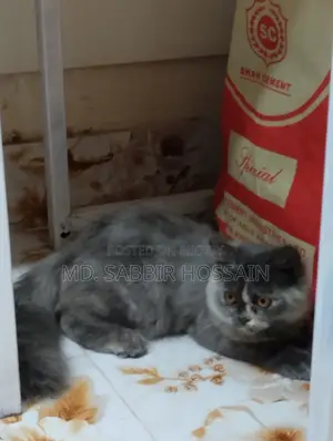 Persian Cat