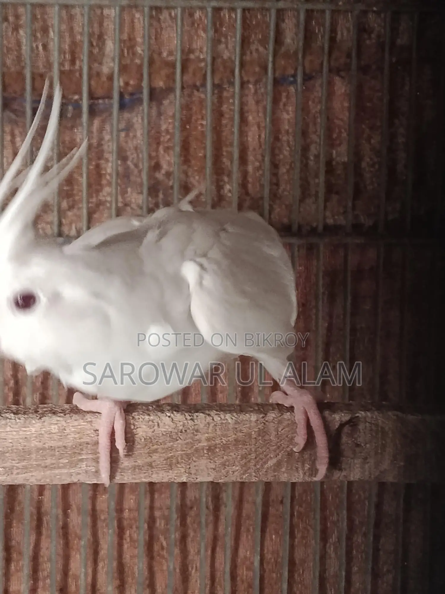 Albino Female Cockatiel