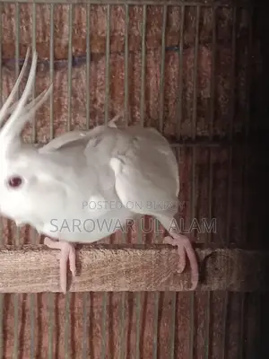 Albino Female Cockatiel