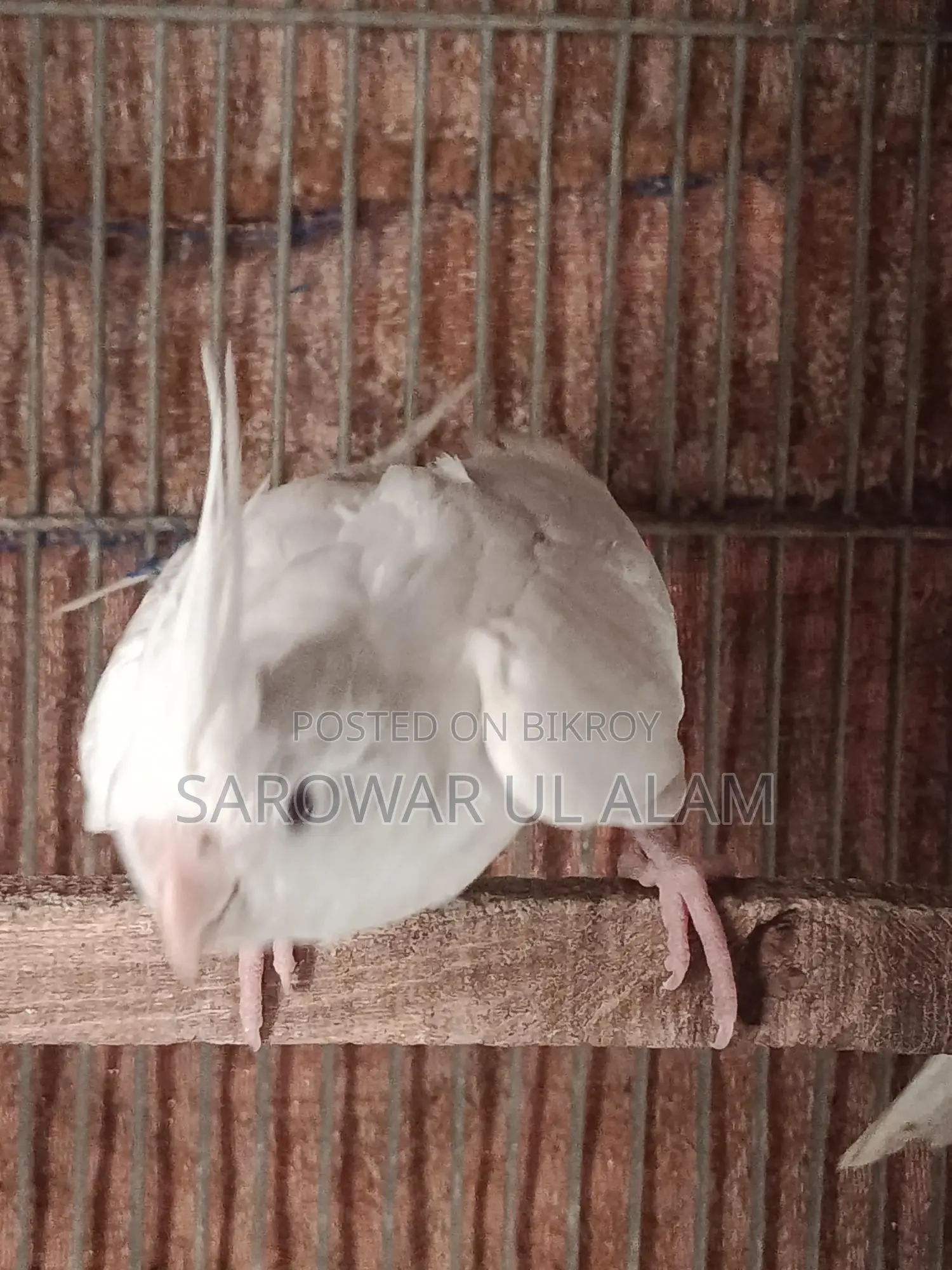 Albino Female Cockatiel