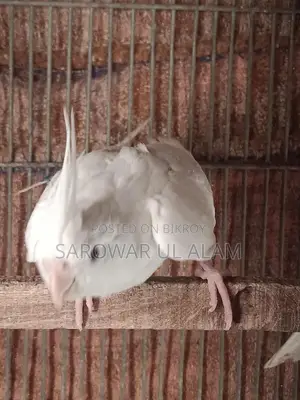 Albino Female Cockatiel