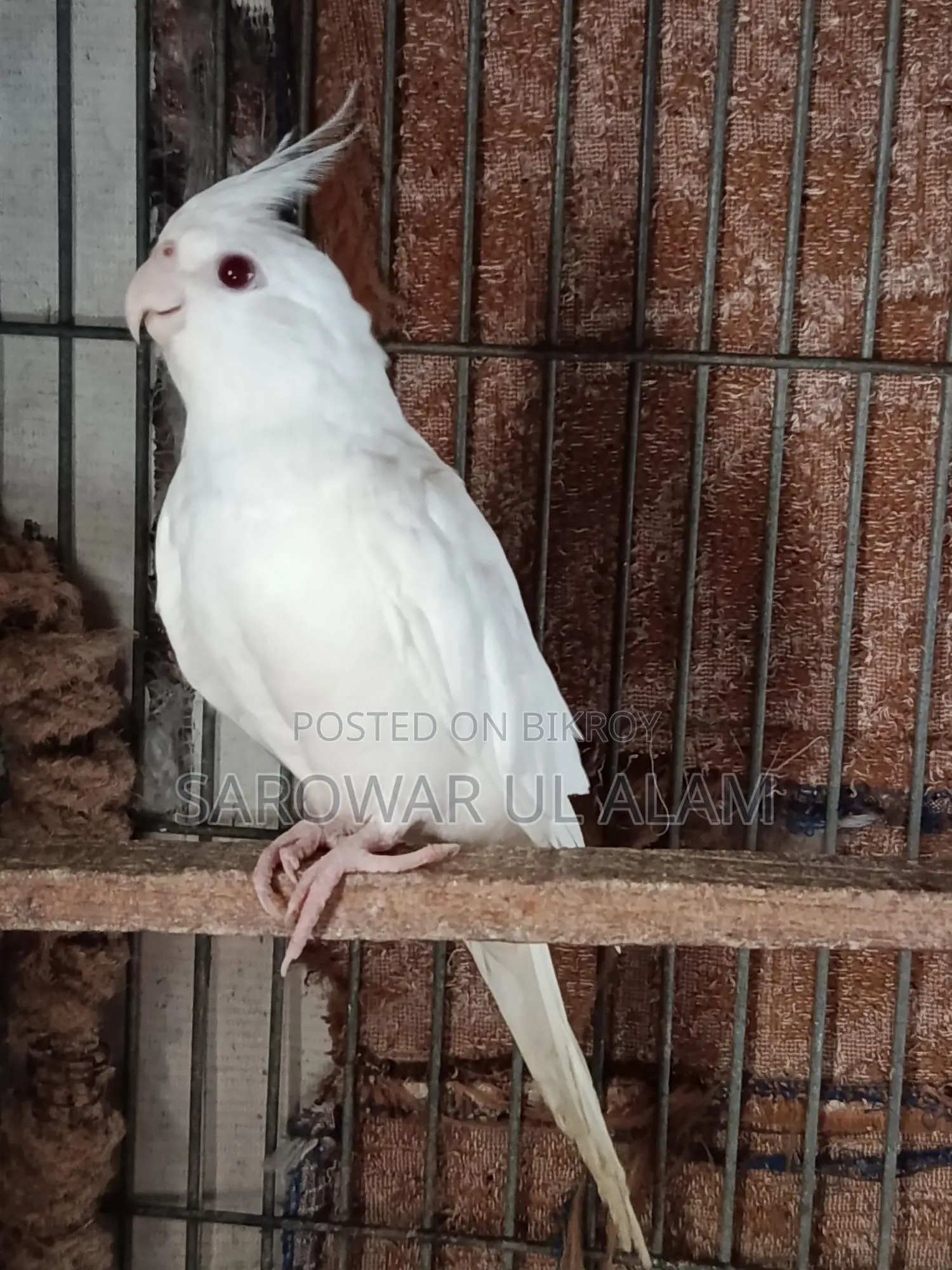 Albino Female Cockatiel