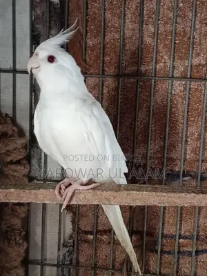 Albino Female Cockatiel