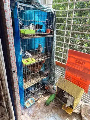 Pigeons, Quail, Chickens, and Cages