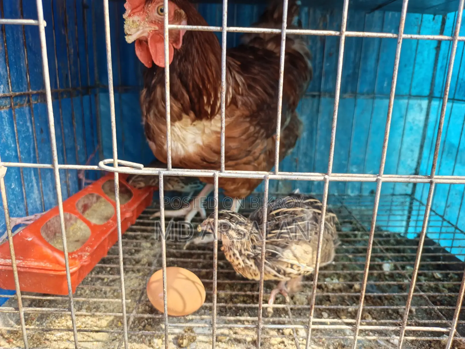 Pigeons, Quail, Chickens, and Cages