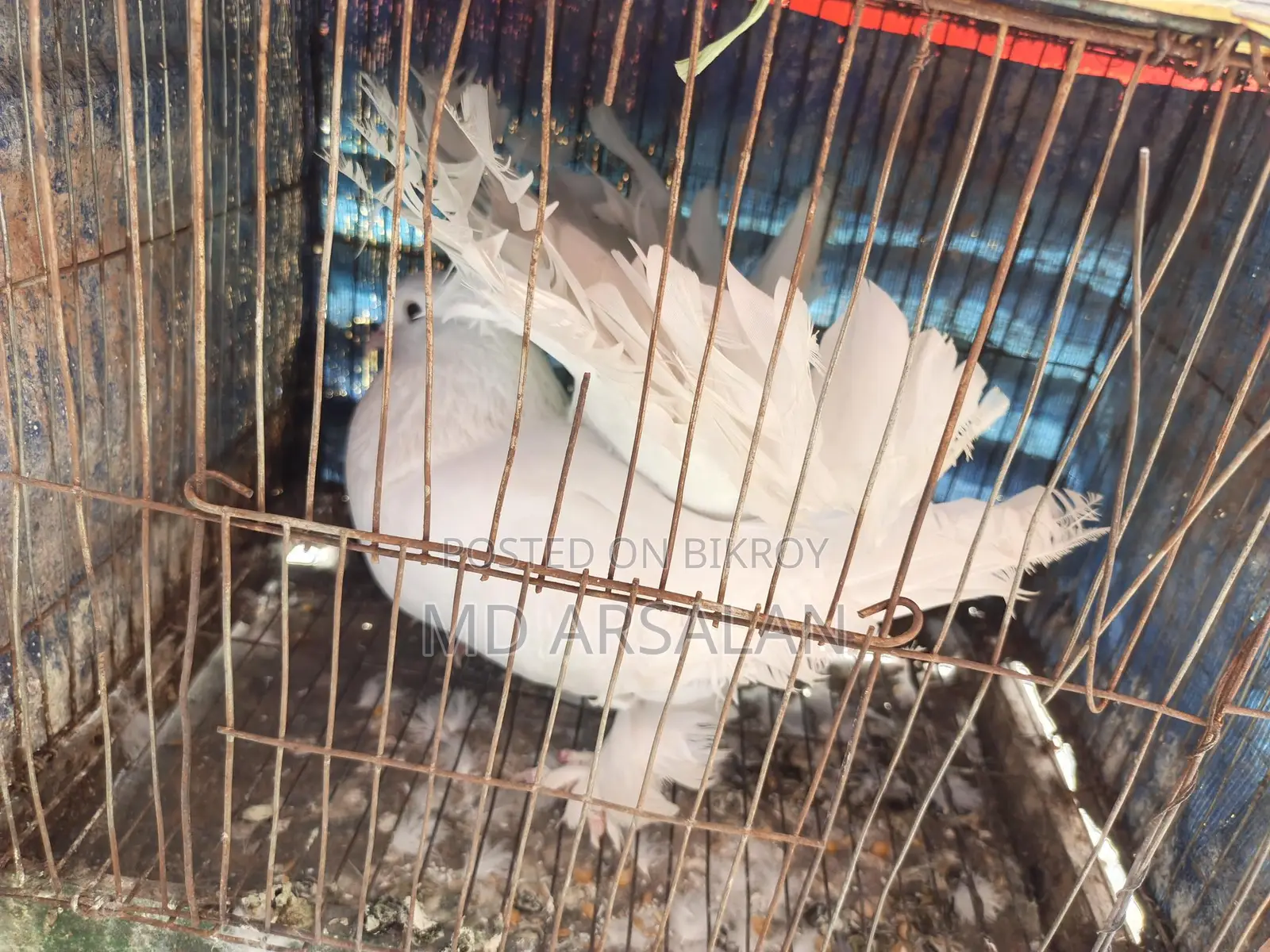 Pigeons, Quail, Chickens, and Cages