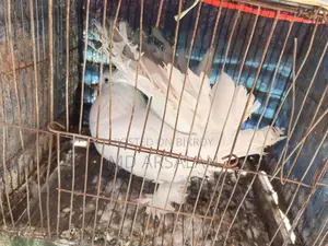 Pigeons, Quail, Chickens, and Cages