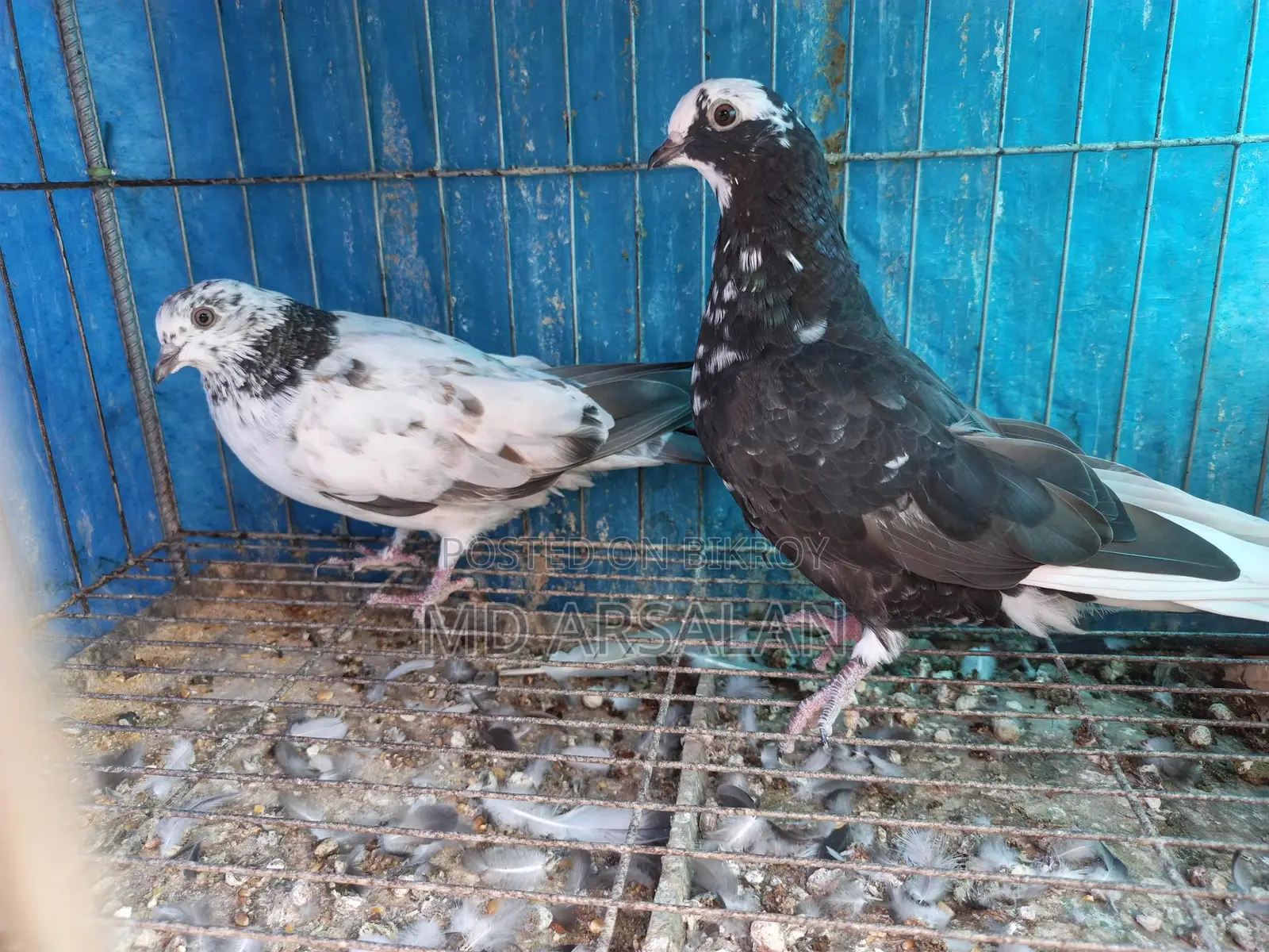 Pigeons, Quail, Chickens, and Cages