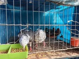 Pigeons, Quail, Chickens, and Cages