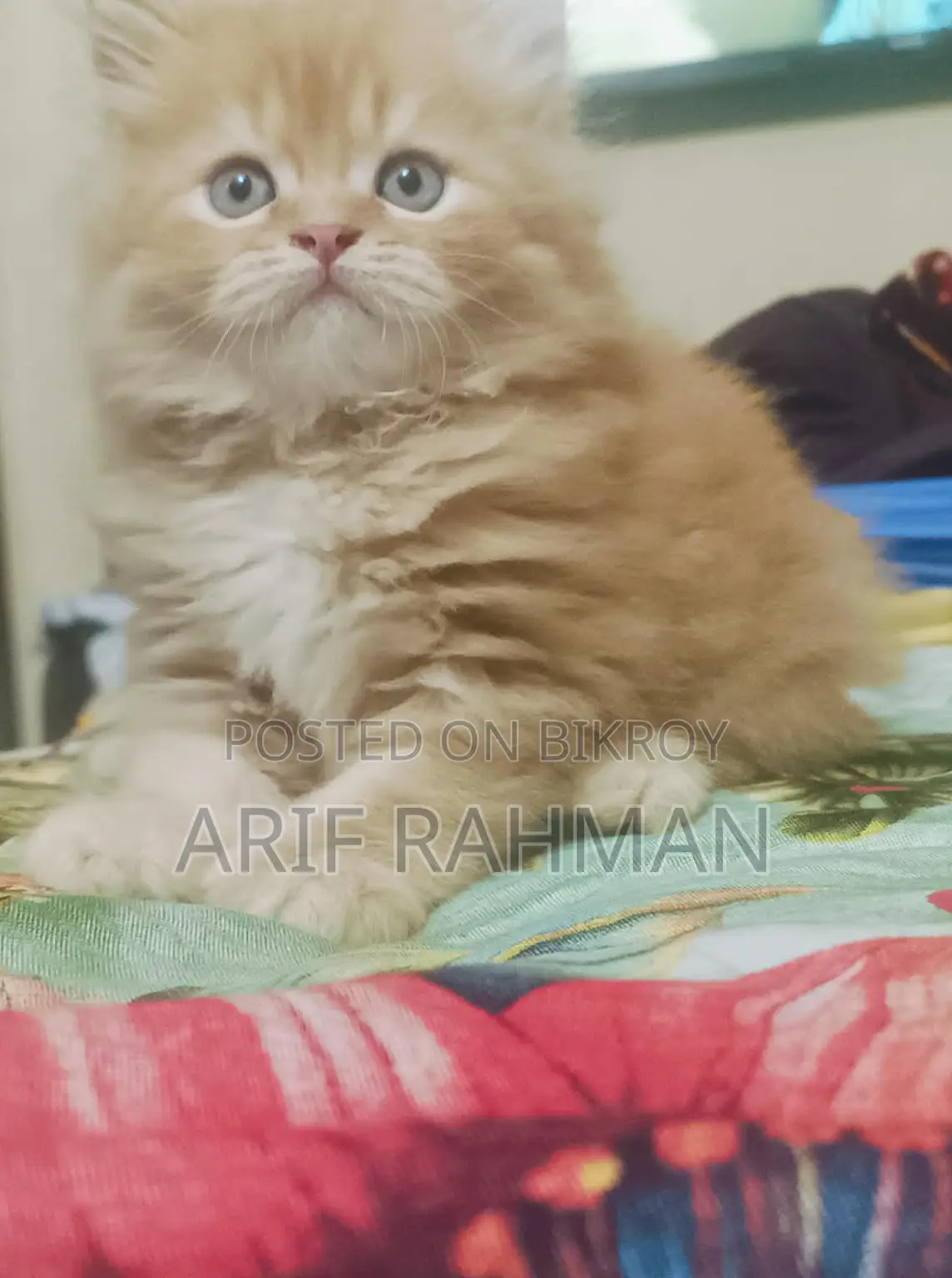 Traditional Persian Kitten