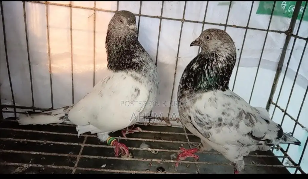 A pair of high-quality pigeons
