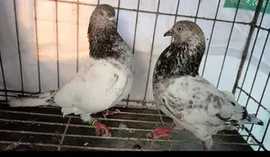 A pair of high-quality pigeons