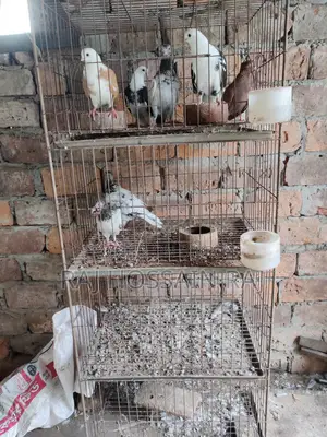 kobutorer khacha