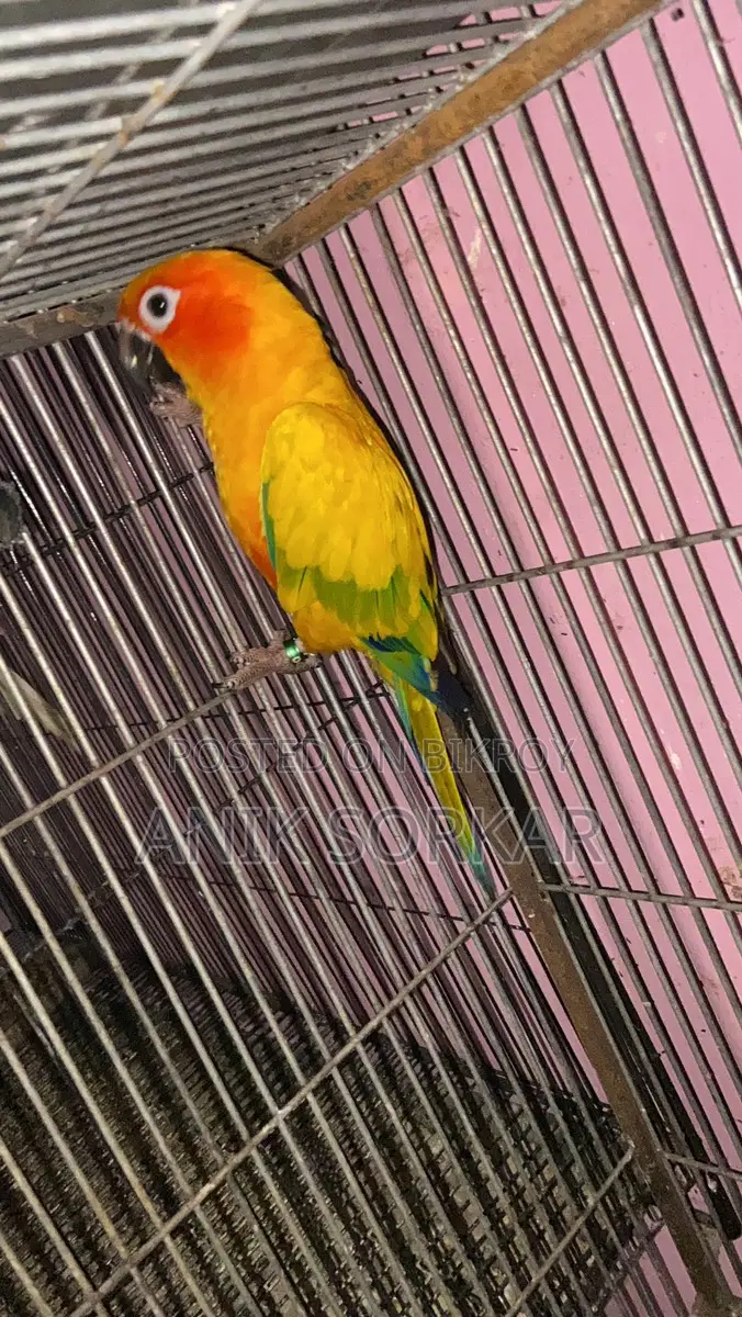 Dna Kora Male Sun