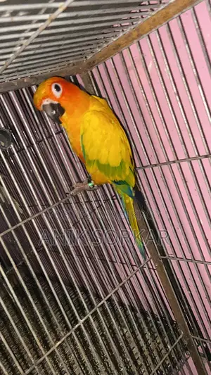 Dna Kora Male Sun