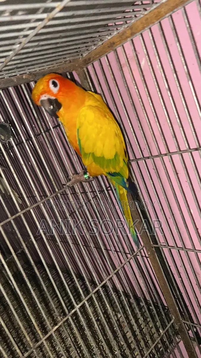 Dna Kora Male Sun