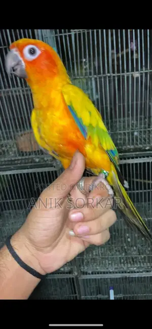 Dna Kora Male Sun